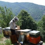 BLANC DAVID APICULTURE